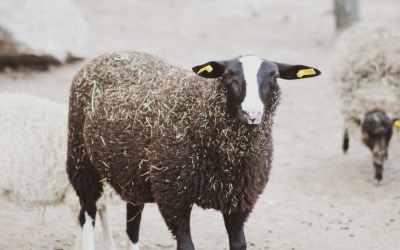 Ovce a kozy – Farmapark u Toma
